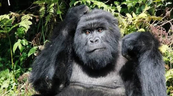 Distance and Drive Time from Entebbe to Bwindi