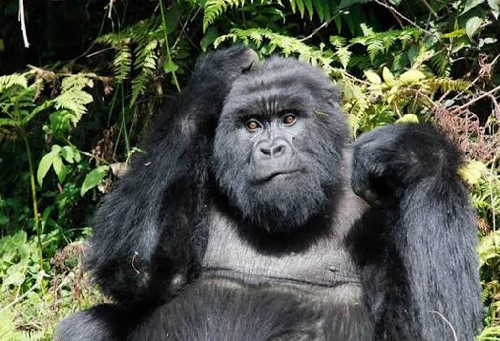 Distance and Drive Time from Entebbe to Bwindi