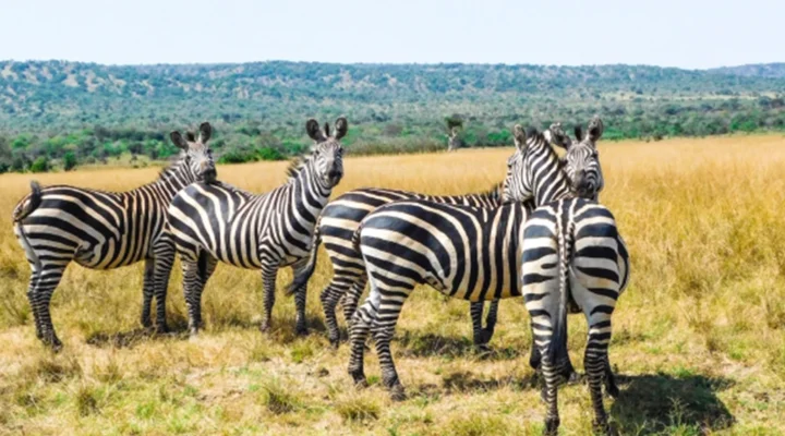 Experience Rwanda's Finest Wildlife and Scenic Beauty in Five Unforgettable Days