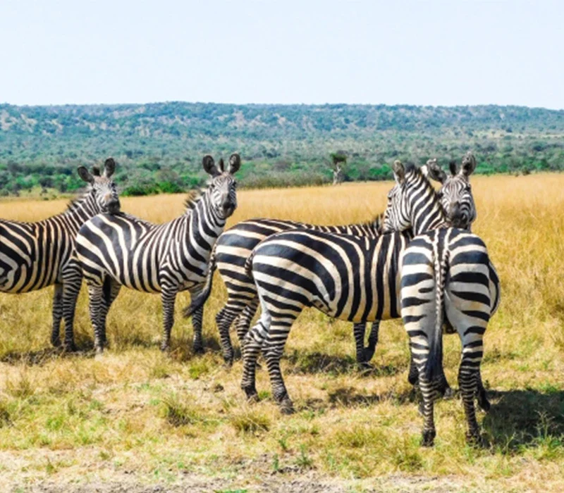 Experience Rwanda's Finest Wildlife and Scenic Beauty in Five Unforgettable Days