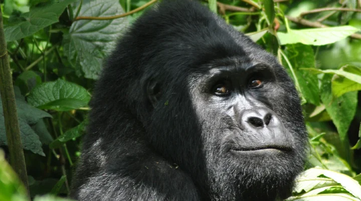 Experience affordable gorilla trekking in Uganda's low season