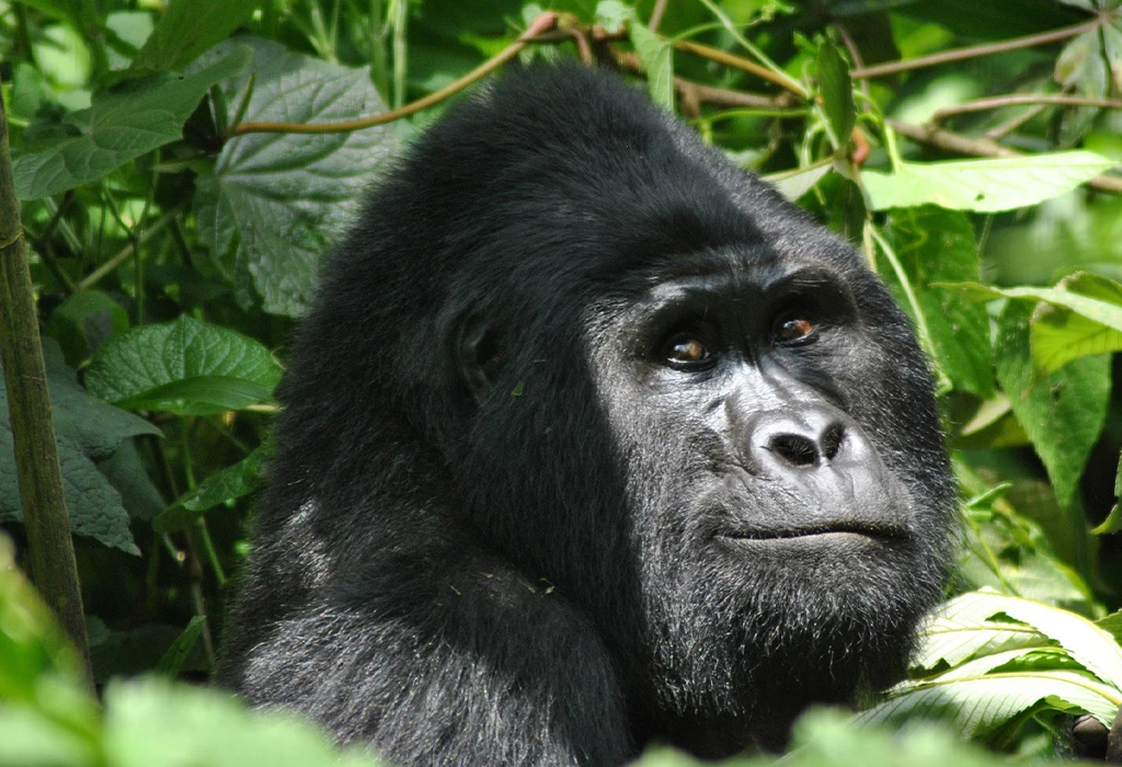 Experience affordable gorilla trekking in Uganda's low season