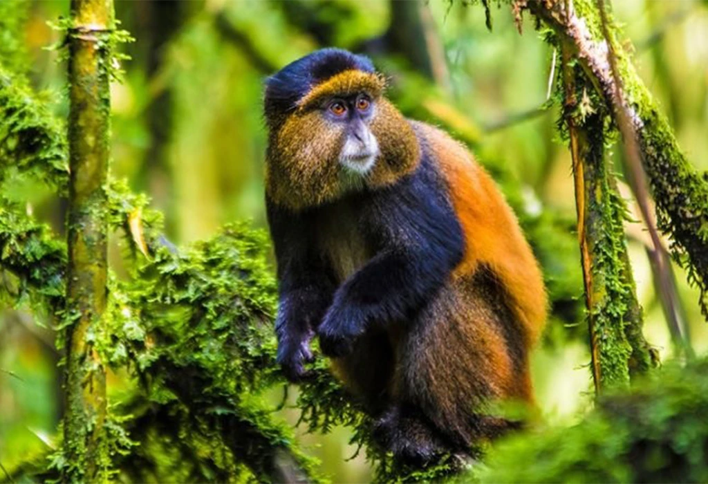 Golden Monkey Trekking