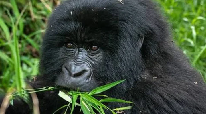 Is January a Good Month for Gorilla Trekking?