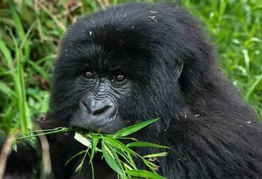 Is January a Good Month for Gorilla Trekking?