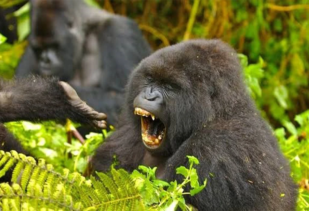 Gorilla Habituation Experience