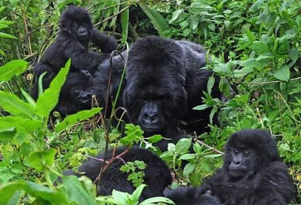 Gorilla Habituation Experience