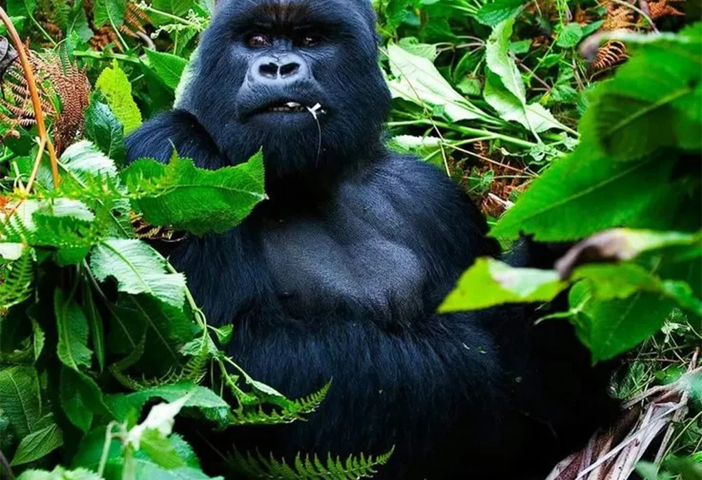 What Is Included in the One-Day Gorilla Safari?
