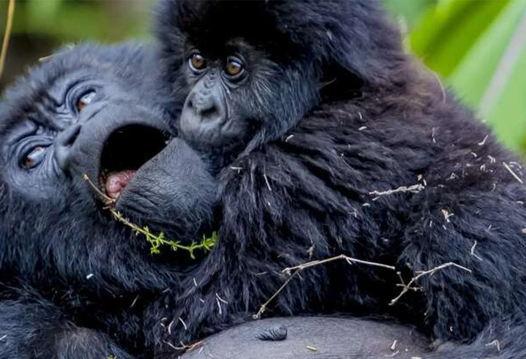 Gorilla Trekking During the Best Months