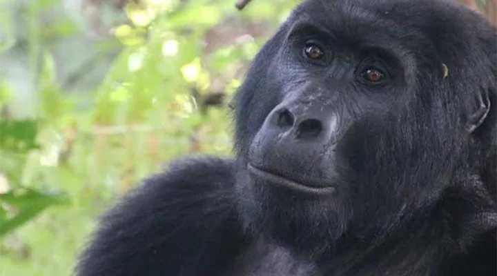 Can I Resell My Uganda Gorilla Trekking Permit If I Fail to Trek?