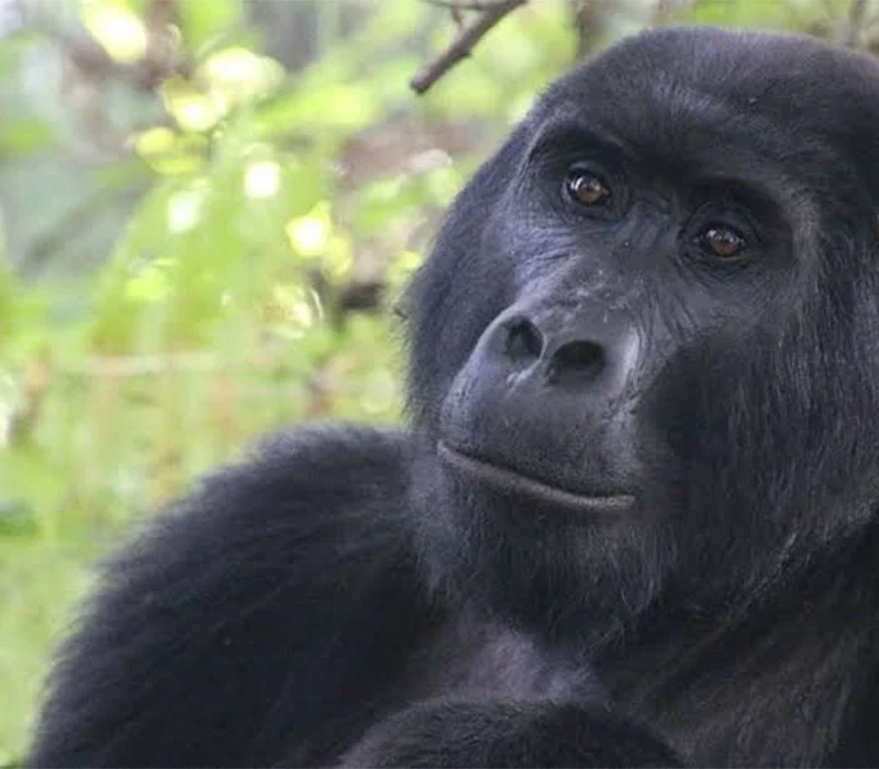 Can I Resell My Uganda Gorilla Trekking Permit If I Fail to Trek?