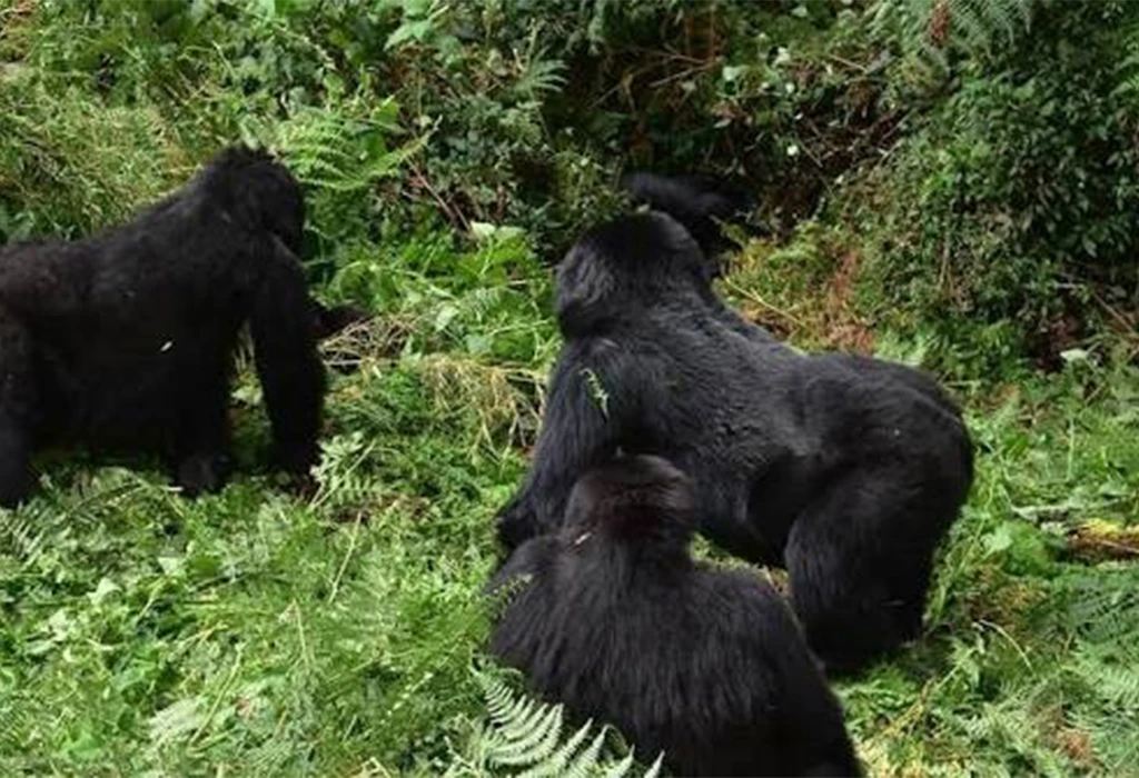 Gorilla Trekking Takes You Through Challenging Terrain