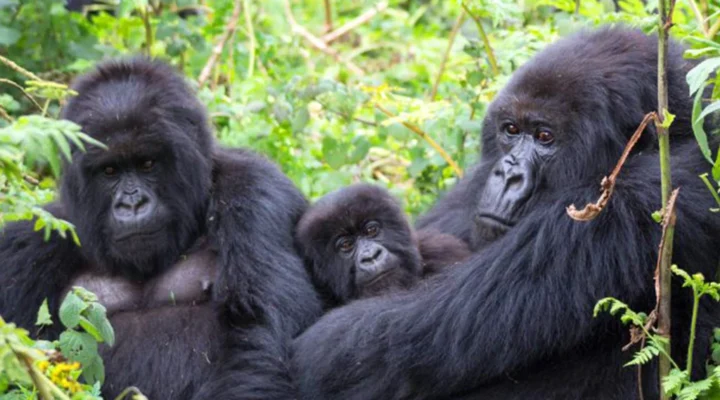 Why Gorilla Trekking in Uganda Is a Once-in-a-Lifetime Experience