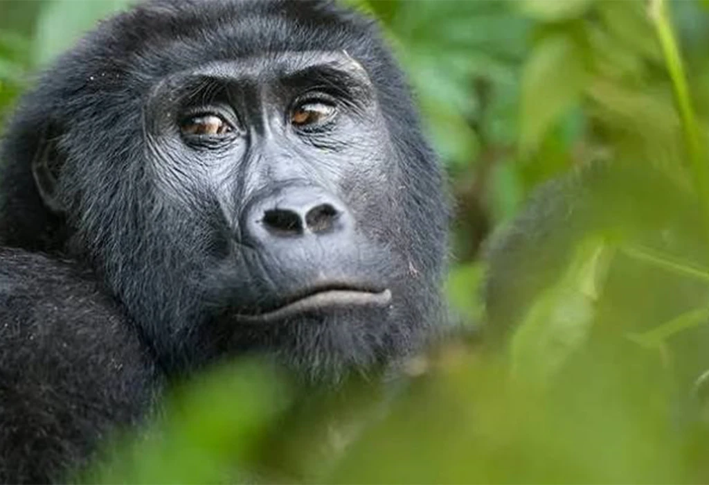 Gorilla Trekking in Volcanoes National Park