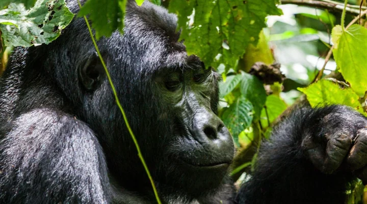 Gorilla Trekking with a Chinese-Speaking Guide