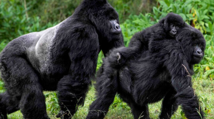 Where to Find Gorillas in Uganda