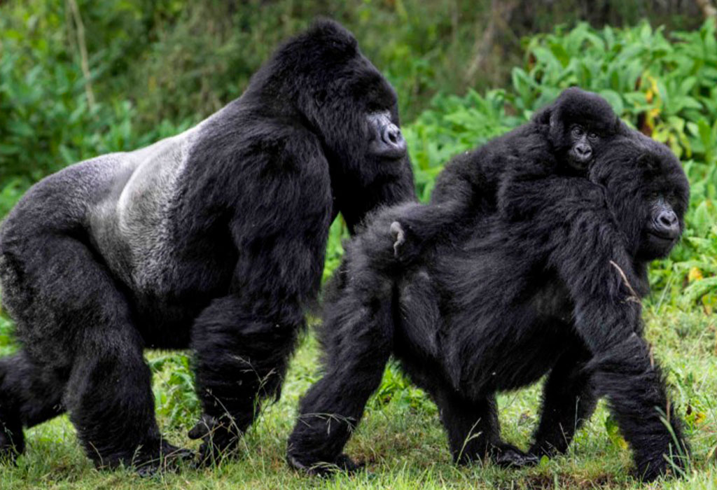 Where to Find Gorillas in Uganda