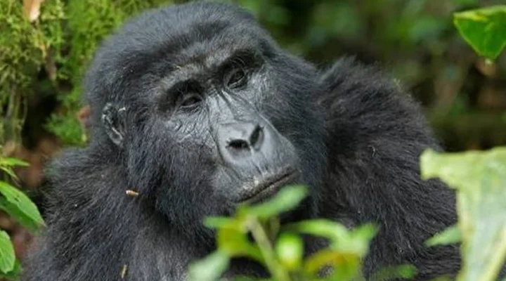 Why Hiking Boots Make All the Difference on Your Gorilla Trek