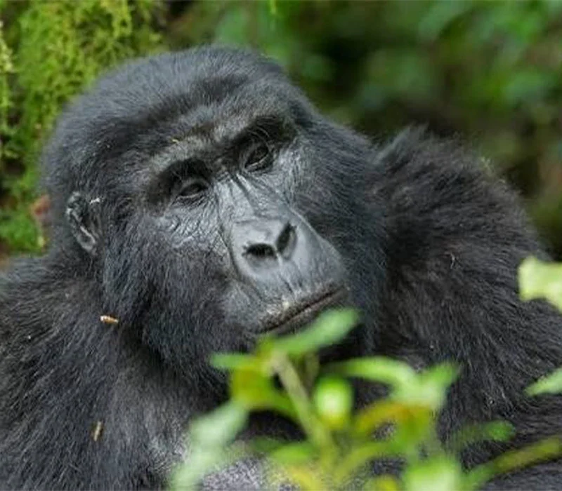 Why Hiking Boots Make All the Difference on Your Gorilla Trek
