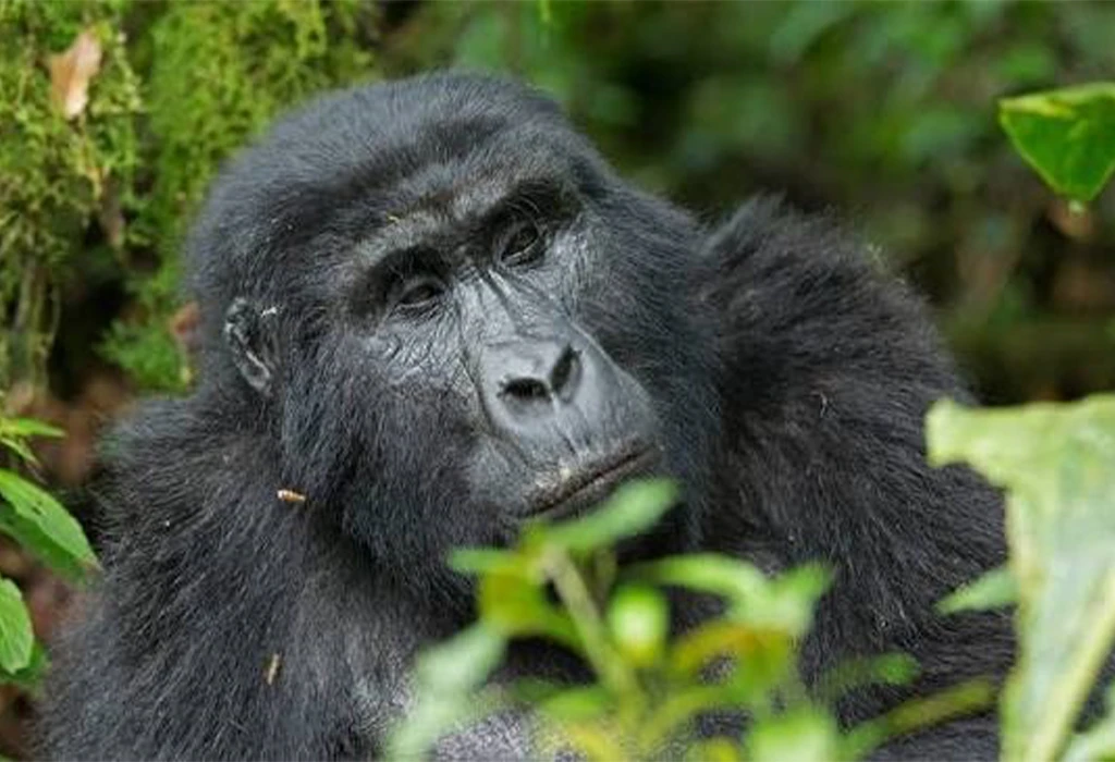 Why Hiking Boots Make All the Difference on Your Gorilla Trek