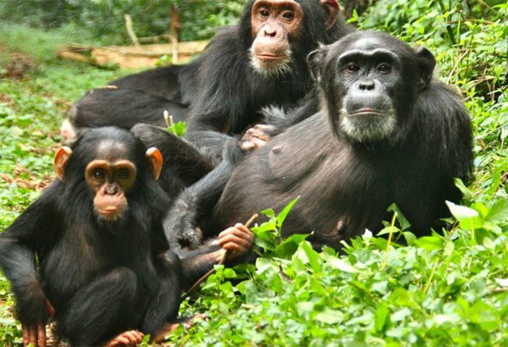 https://en.wikipedia.org/wiki/Kibale_National_Park
