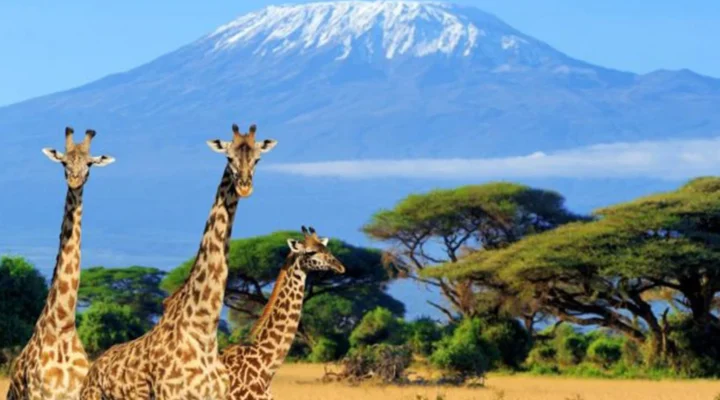 Kilimanjaro Safari Experience on a Tanzania Safari Tour