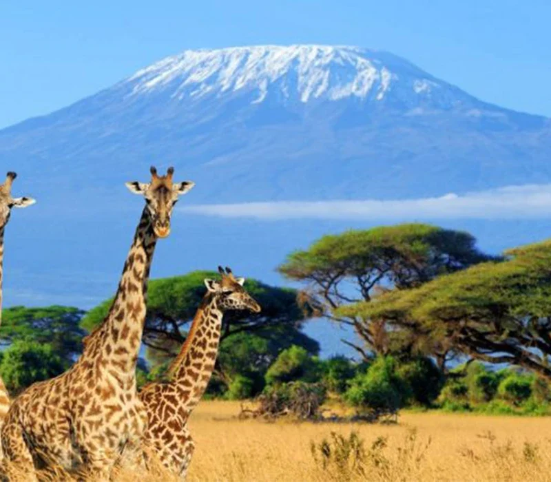 Kilimanjaro Safari Experience on a Tanzania Safari Tour