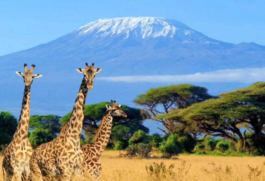 Kilimanjaro Safari Experience on a Tanzania Safari Tour