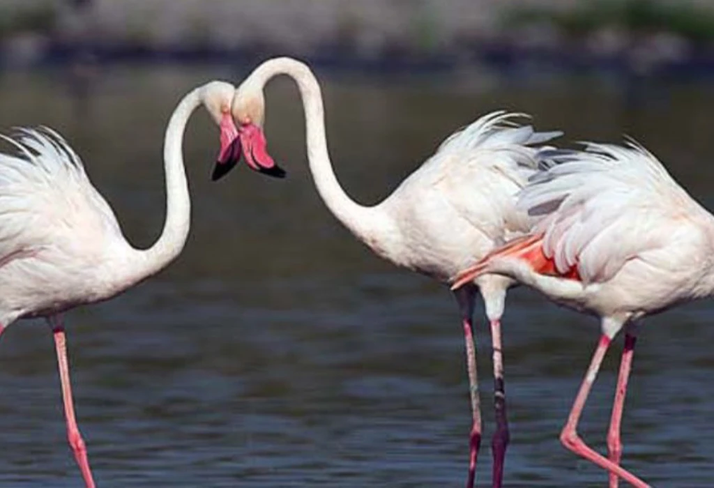 Lake Nakuru National Park