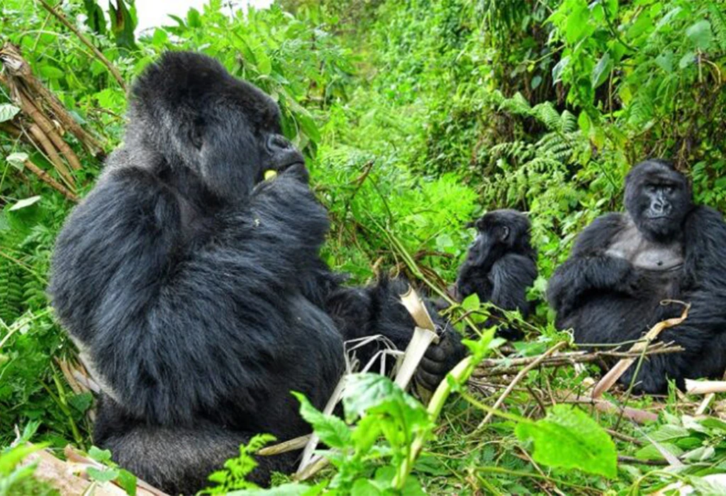 Mountain Gorilla Trekking Experience