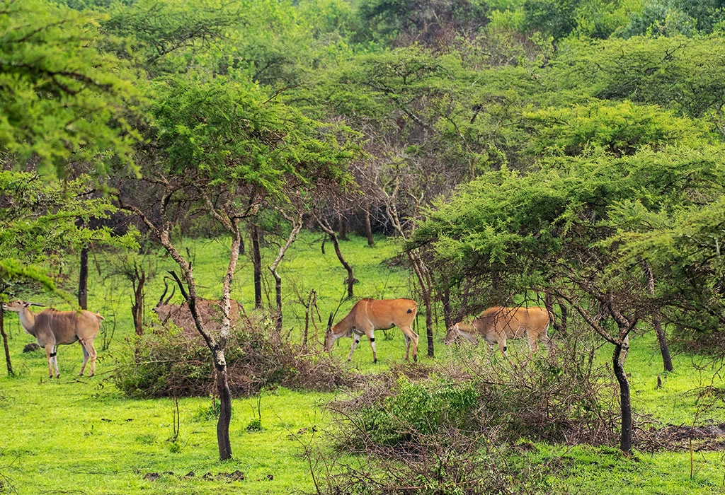 Open Landscapes Improve Safety