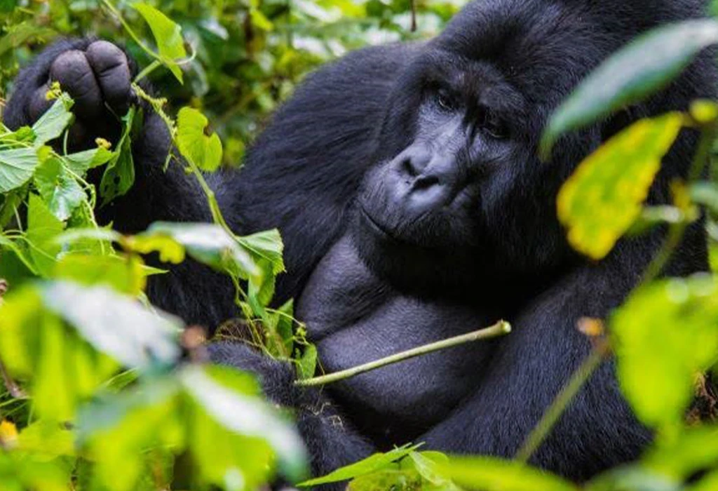 Pack for Both Gorilla Trekking and Cultural Visits
