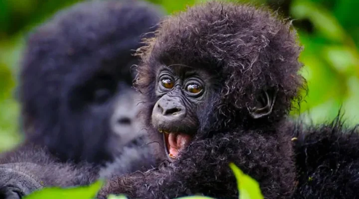 Documentation Requirements for a Gorilla Trekking Experience