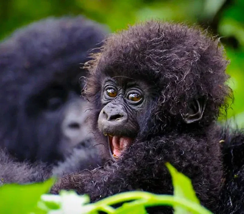 Documentation Requirements for a Gorilla Trekking Experience