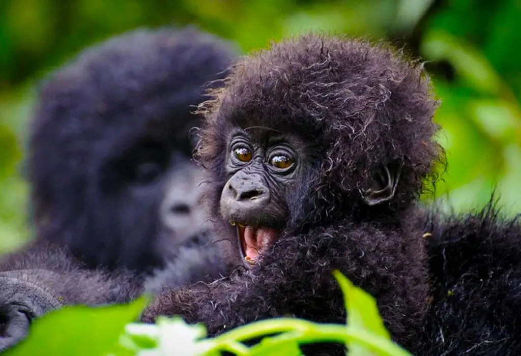 Documentation Requirements for a Gorilla Trekking Experience