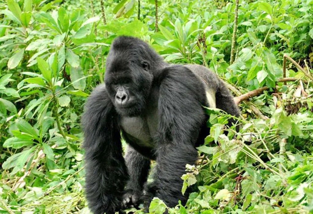 The Best Time for Gorilla Trekking