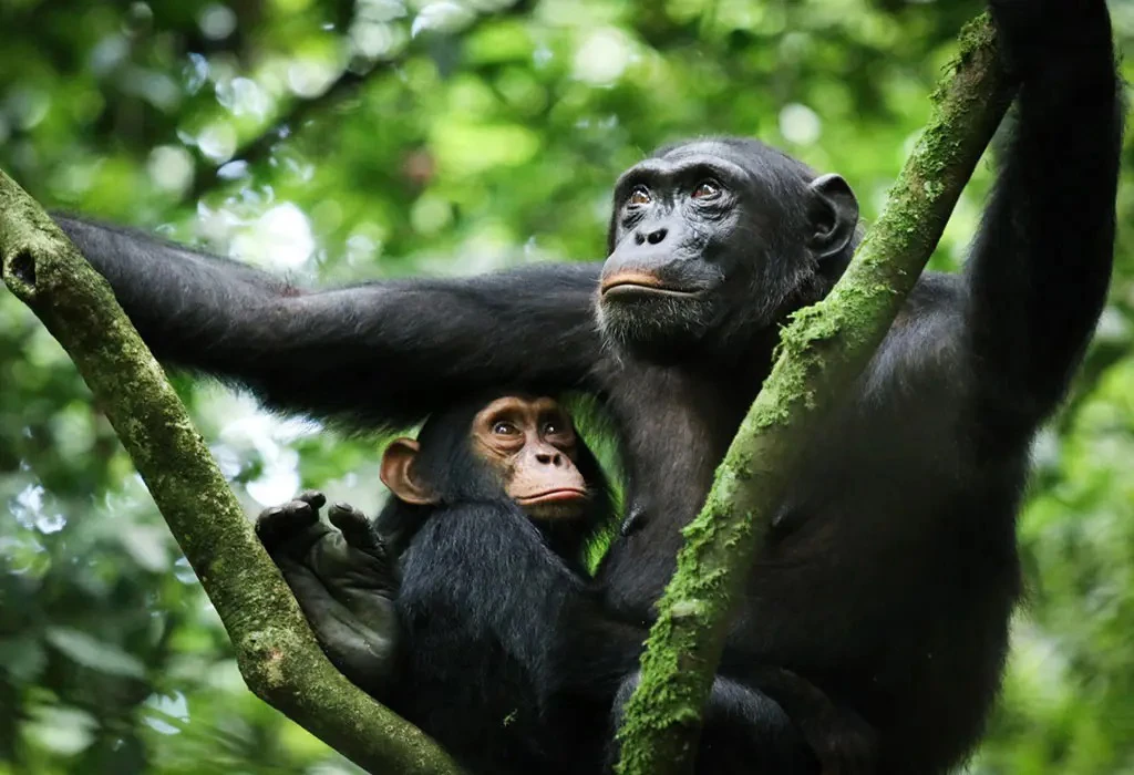 Trekking Through Dense Rainforest Vegetation