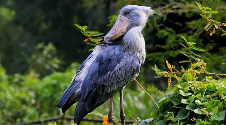 Exploring Remote Islands and Wetlands on a Uganda Birdwatching Tour