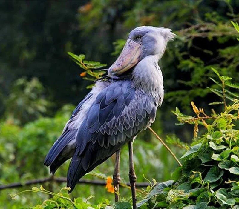 Exploring Remote Islands and Wetlands on a Uganda Birdwatching Tour