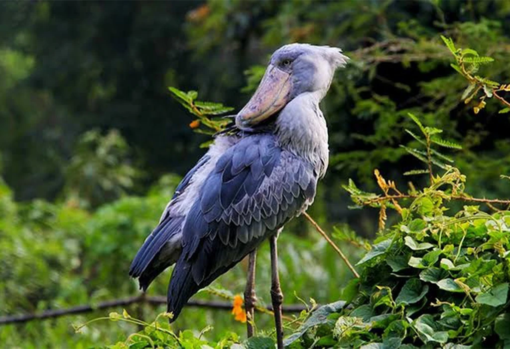 Exploring Remote Islands and Wetlands on a Uganda Birdwatching Tour