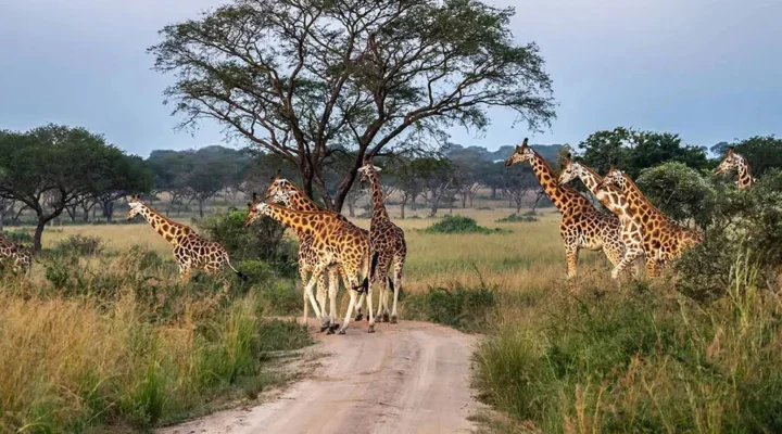 What Makes Uganda a Budget-Friendly Safari Destination?