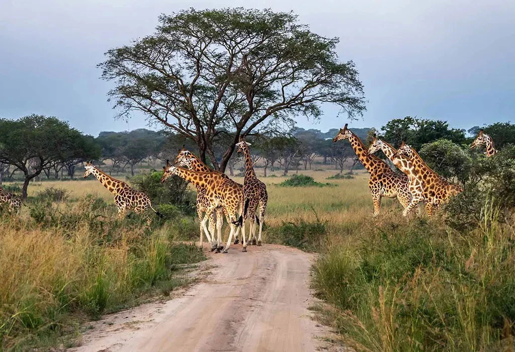 What Makes Uganda a Budget-Friendly Safari Destination?