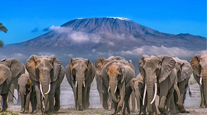 Experience Uganda and Kenya safaris featuring gorilla trekking,