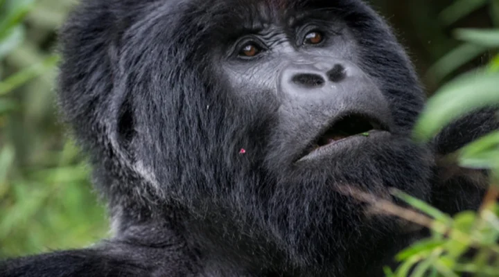Discover what is included in a Uganda luxury gorilla safari