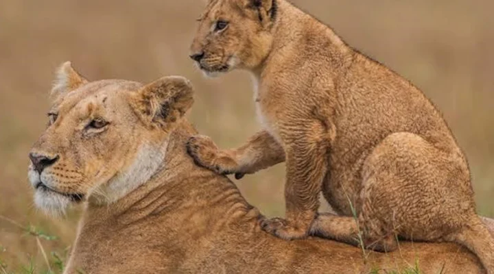 Rwanda-Tanzania Safari Experience: Ultimate African Wildlife Adventure