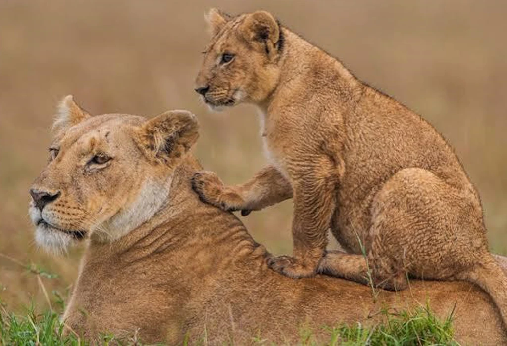 Rwanda-Tanzania Safari Experience:  Ultimate African Wildlife Adventure