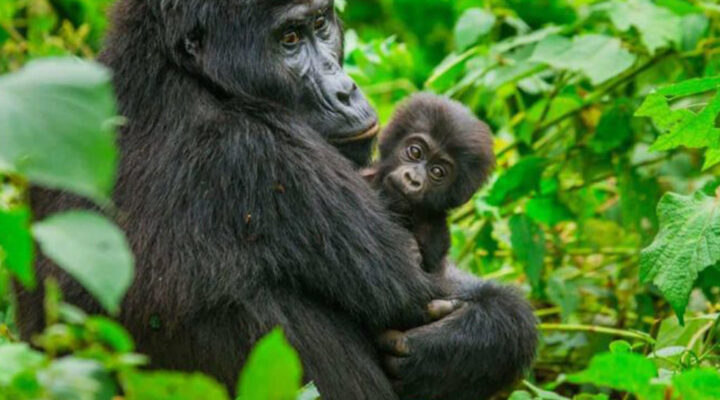Lifespan of Gorillas: How Long Do Gorillas Live?