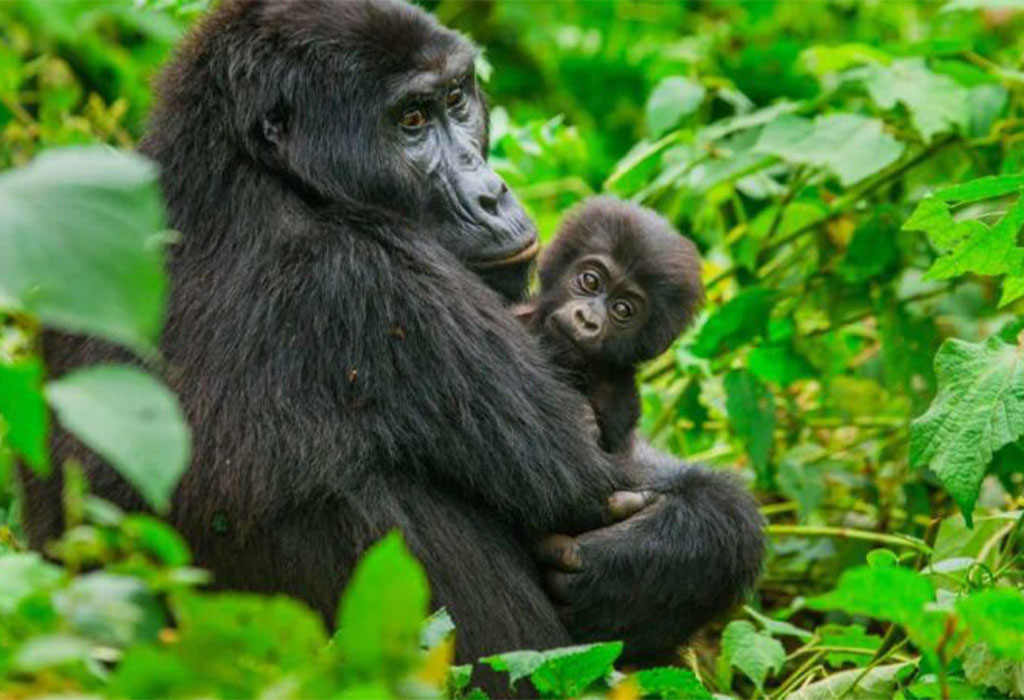 Lifespan of Gorillas: How Long Do Gorillas Live?