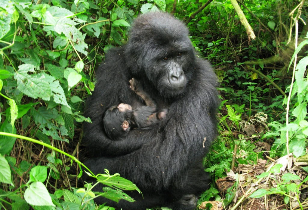 Where Can You Go Gorilla Trekking?