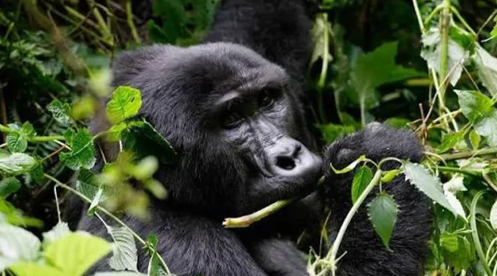 Why Uganda Is More Affordable Than Rwanda
